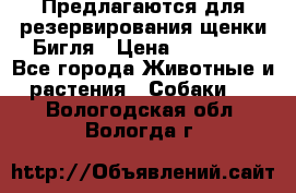 Предлагаются для резервирования щенки Бигля › Цена ­ 40 000 - Все города Животные и растения » Собаки   . Вологодская обл.,Вологда г.